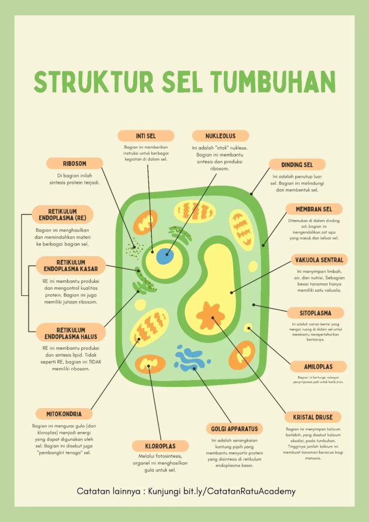 Detail Gambar Bagian Sel Dan Fungsinya Nomer 28