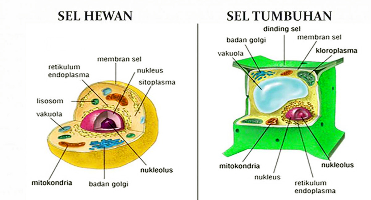 Detail Gambar Bagian Sel Dan Fungsinya Nomer 29