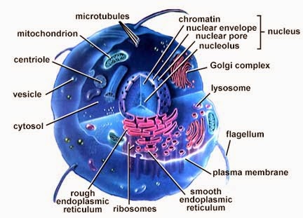 Detail Gambar Bagian Sel Dan Fungsinya Nomer 32