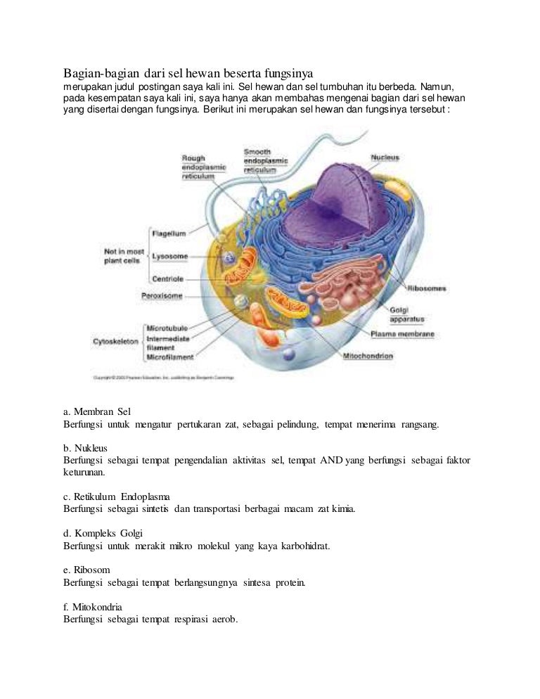 Detail Gambar Bagian Sel Dan Fungsinya Nomer 5