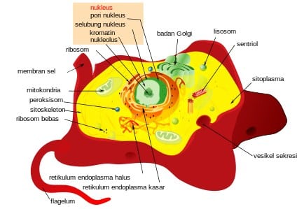 Detail Gambar Bagian Sel Dan Fungsinya Nomer 43