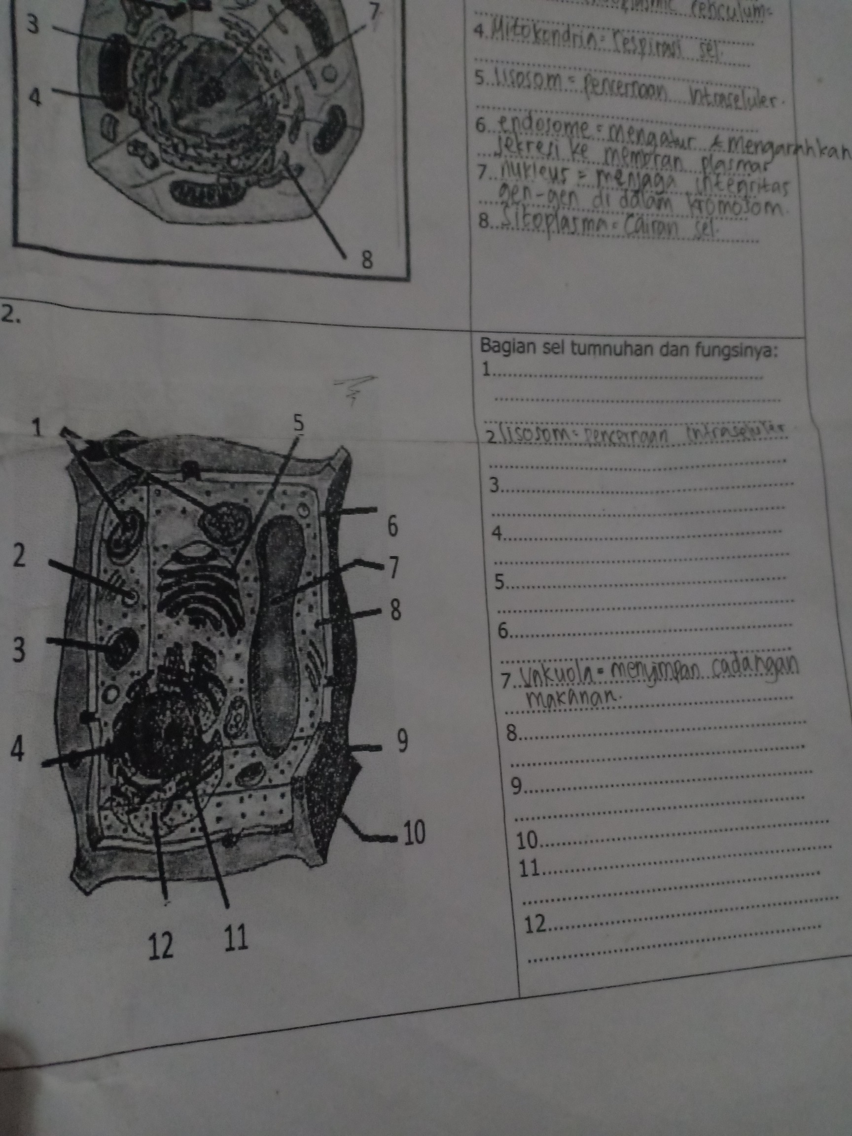 Detail Gambar Bagian Sel Dan Fungsinya Nomer 49