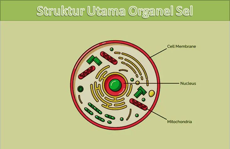 Detail Gambar Bagian Sel Dan Fungsinya Nomer 54