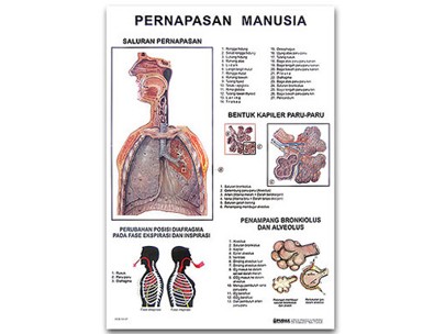 Gambar Bagian Sistem Pernapasan Di Laboratorium - KibrisPDR