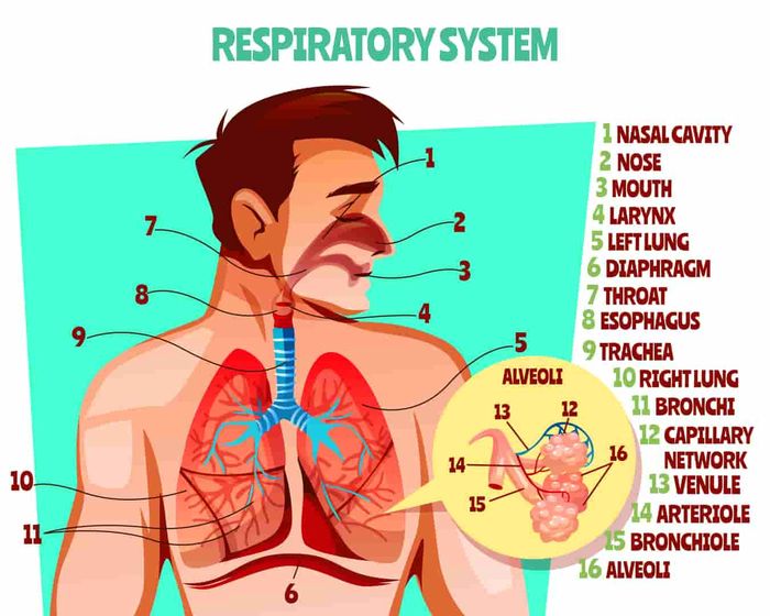 Detail Gambar Bagian Sistem Pernapasan Di Laboratorium Nomer 2