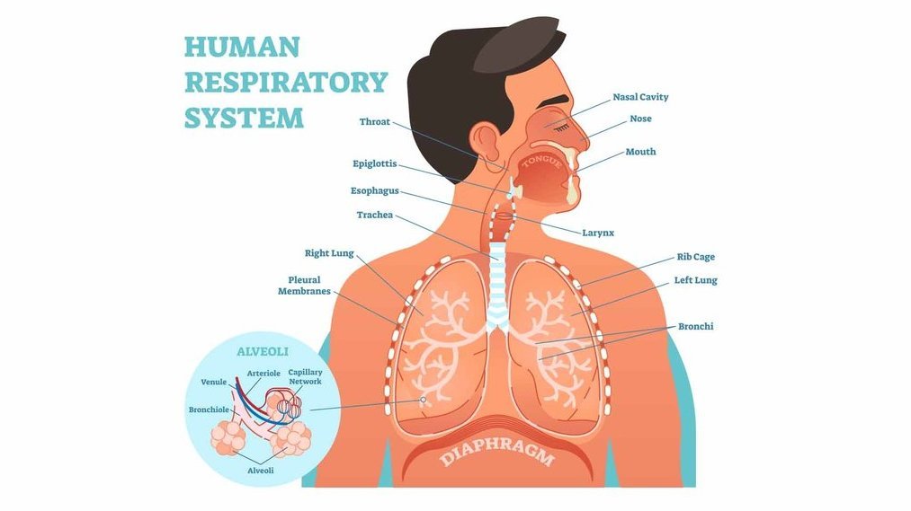 Detail Gambar Bagian Sistem Pernapasan Di Laboratorium Nomer 9