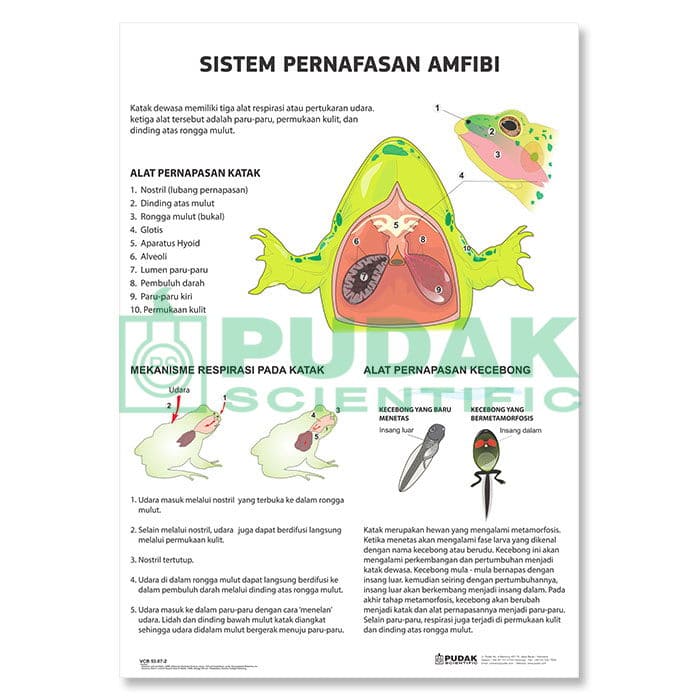 Detail Gambar Bagian Sistem Pernapasan Di Laboratorium Nomer 12