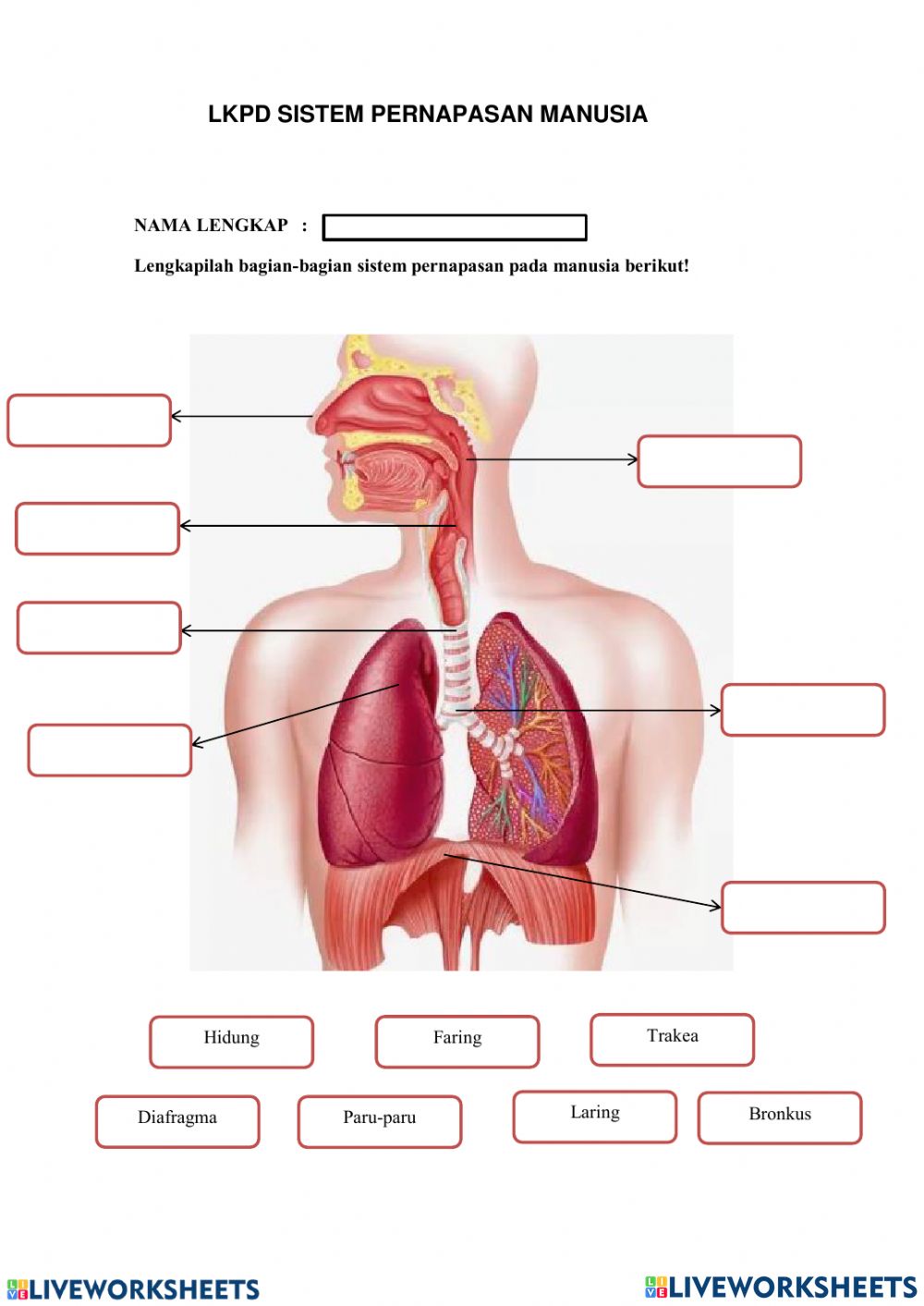 Detail Gambar Bagian Sistem Pernapasan Di Laboratorium Nomer 3