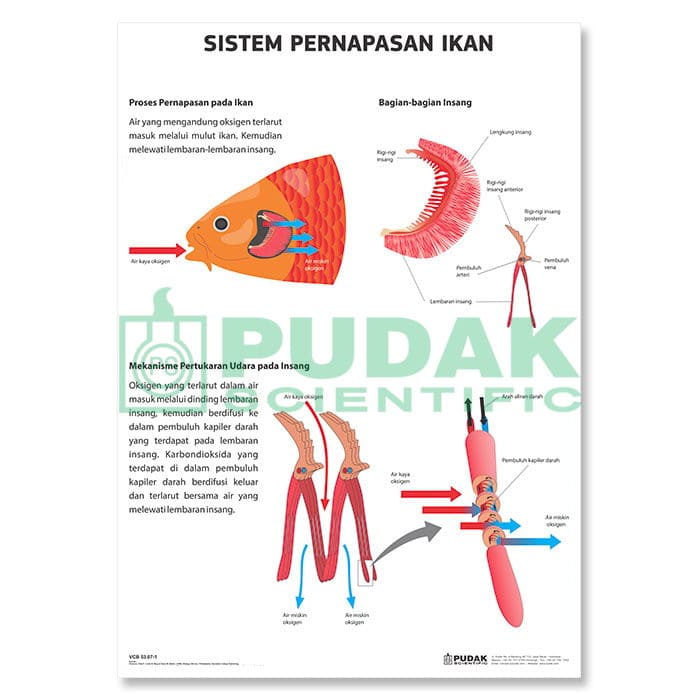 Detail Gambar Bagian Sistem Pernapasan Di Laboratorium Nomer 23