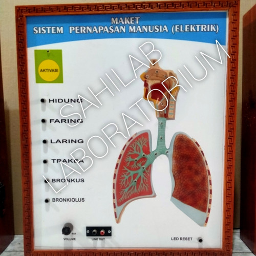 Detail Gambar Bagian Sistem Pernapasan Di Laboratorium Nomer 37