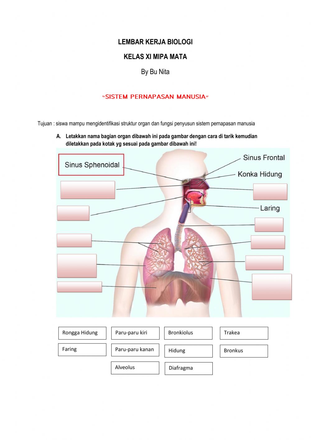 Detail Gambar Bagian Sistem Pernapasan Di Laboratorium Nomer 4