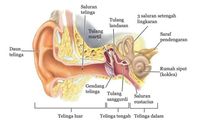 Detail Gambar Bagian Telinga Dan Fungsinya Nomer 14