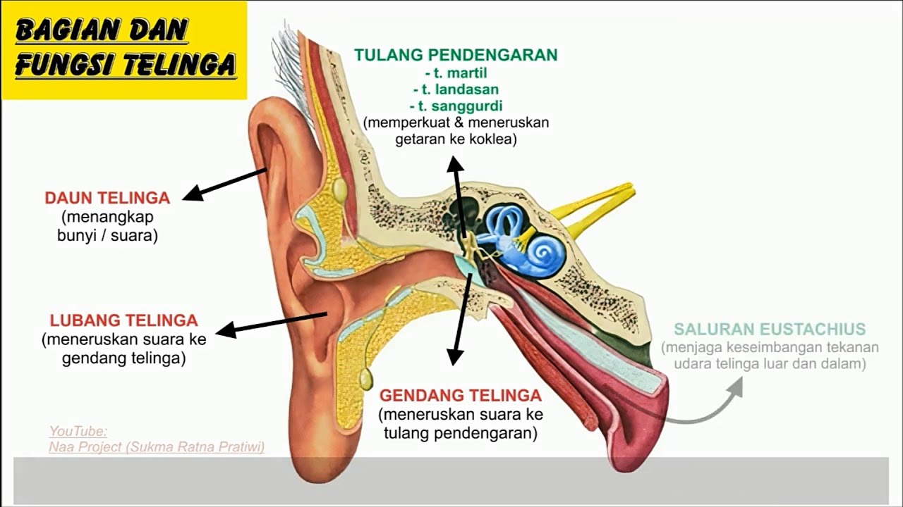 Detail Gambar Bagian Telinga Dan Fungsinya Nomer 21