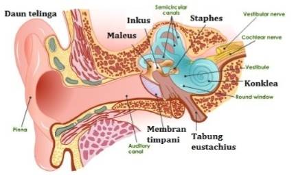 Detail Gambar Bagian Telinga Dan Fungsinya Nomer 31