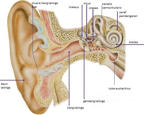 Detail Gambar Bagian Telinga Dan Fungsinya Nomer 33