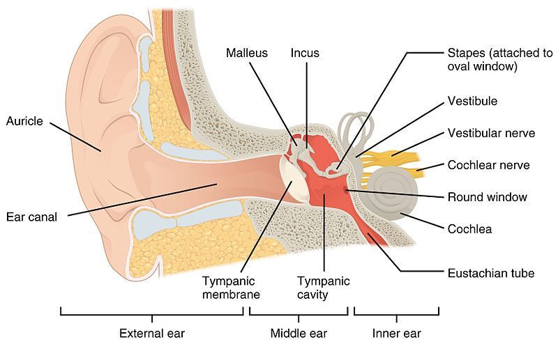 Detail Gambar Bagian Telinga Dan Fungsinya Nomer 5