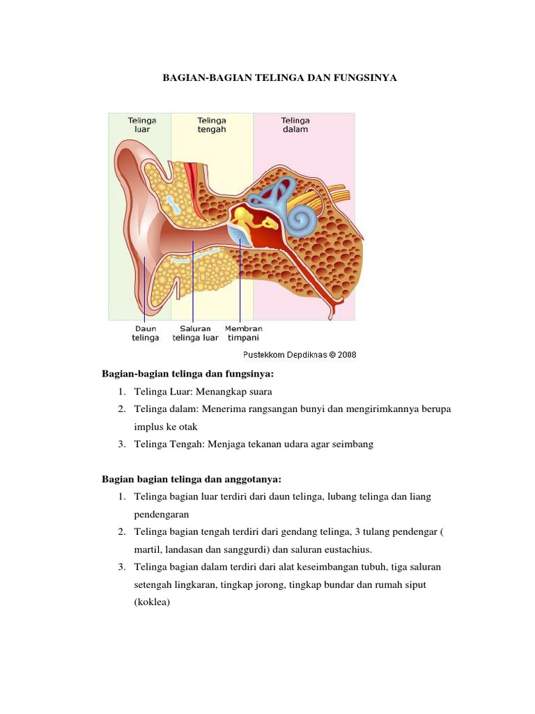 Detail Gambar Bagian Telinga Dan Fungsinya Nomer 41