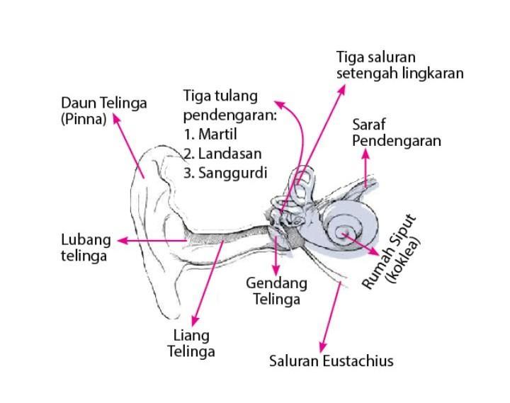 Detail Gambar Bagian Telinga Dan Fungsinya Nomer 46