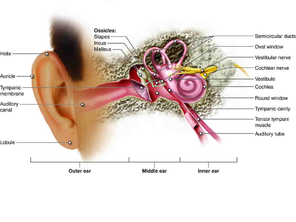 Detail Gambar Bagian Telinga Dan Fungsinya Nomer 6