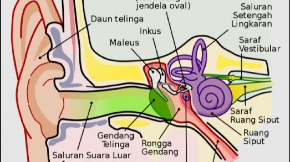 Detail Gambar Bagian Telinga Dan Fungsinya Nomer 49