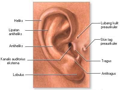 Detail Gambar Bagian Telinga Dan Fungsinya Nomer 50