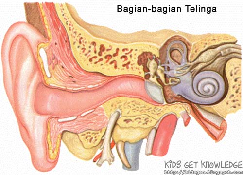 Detail Gambar Bagian Telinga Dan Fungsinya Nomer 52