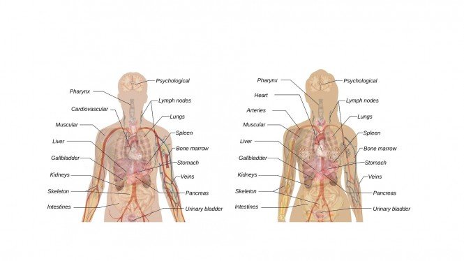 Gambar Bagian Tubuh Manusia - KibrisPDR