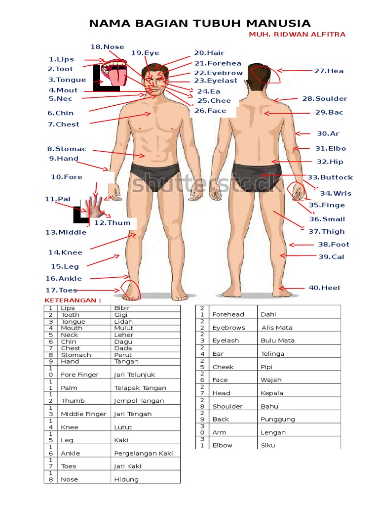 Detail Gambar Bagian Tubuh Manusia Nomer 16