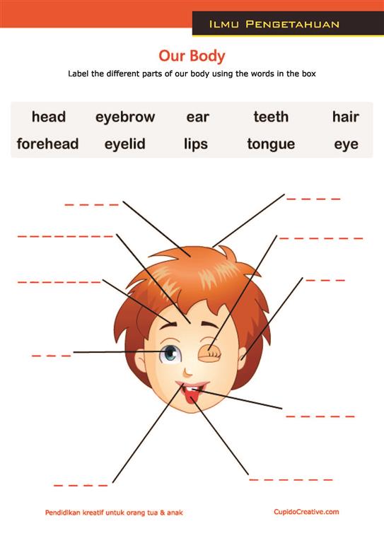 Detail Gambar Bagian Tubuh Manusia Bahasa Inggris Nomer 51