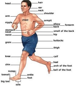 Detail Gambar Bagian Tubuh Manusia Bahasa Inggris Nomer 7