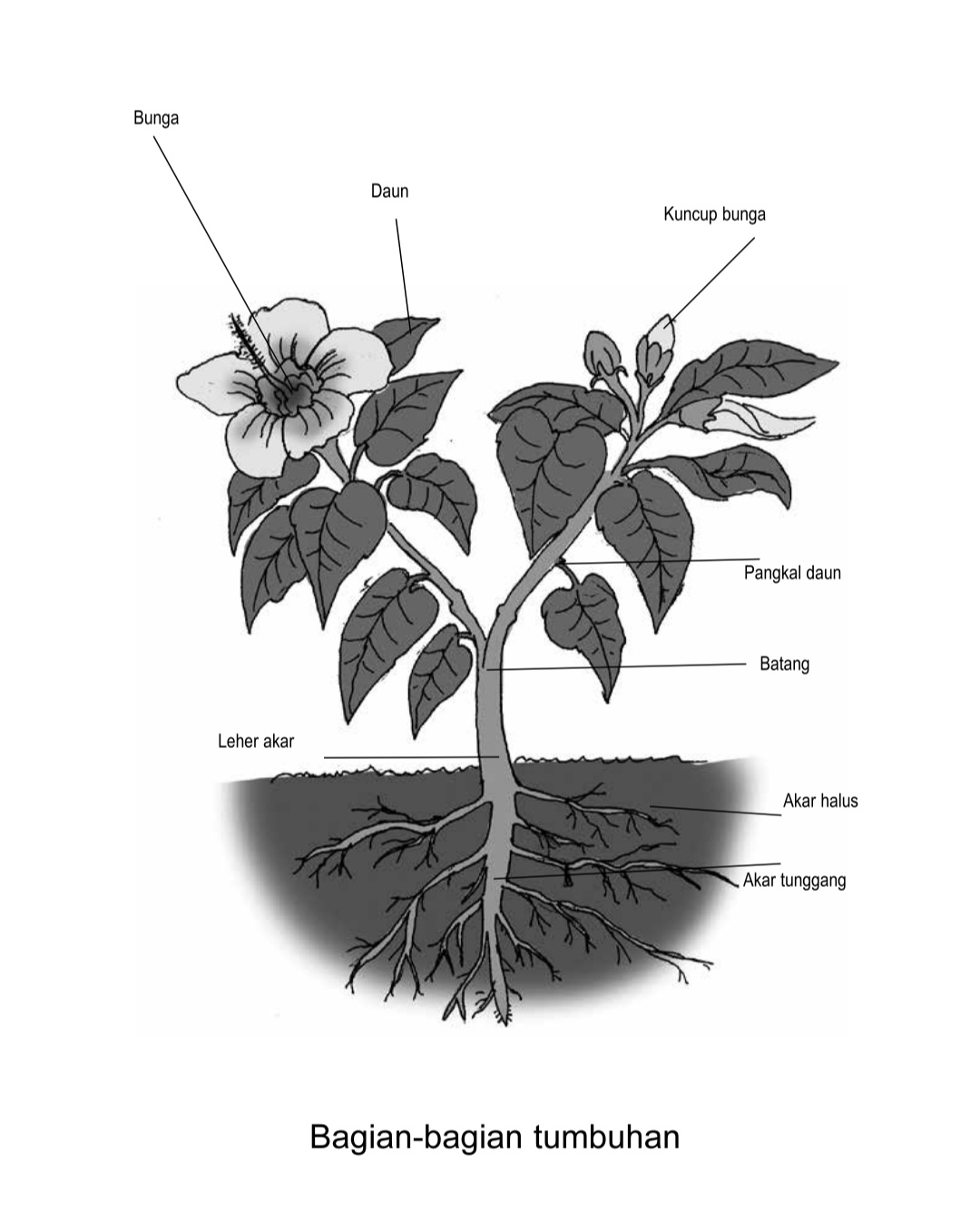 Detail Gambar Bagian Tumbuhan Beserta Fungsinya Nomer 22