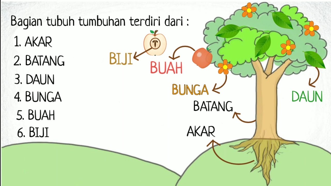 Detail Gambar Bagian Tumbuhan Dan Fungsinya Nomer 12