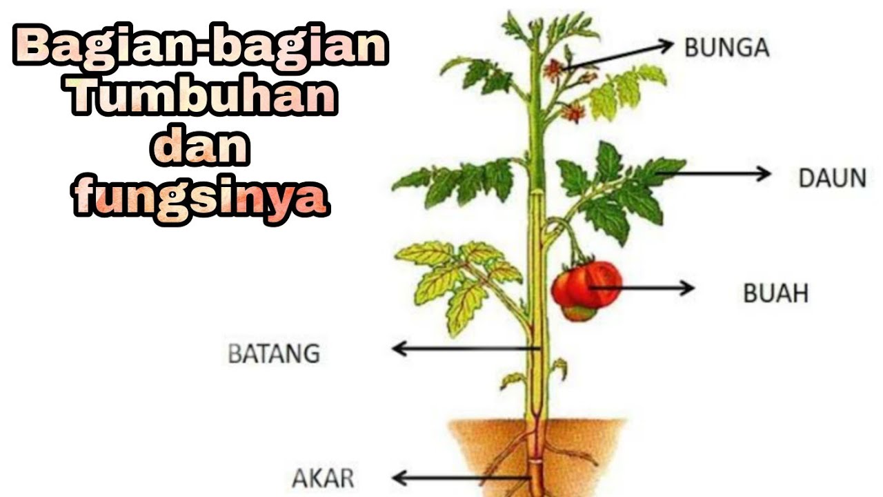 Detail Gambar Bagian Tumbuhan Dan Fungsinya Nomer 17