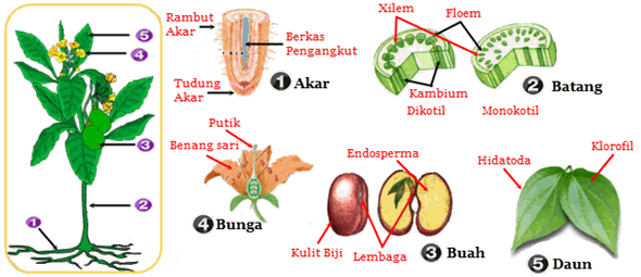 Detail Gambar Bagian Tumbuhan Dan Fungsinya Nomer 33