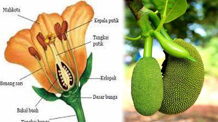 Detail Gambar Bagian Tumbuhan Dan Fungsinya Nomer 48