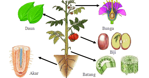 Detail Gambar Bagian Tumbuhan Dan Fungsinya Nomer 9