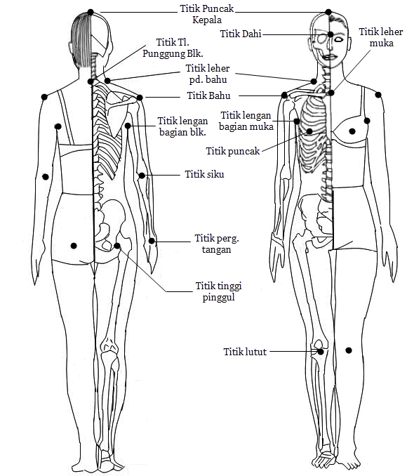 Detail Gambar Bahu Manusia Nomer 14