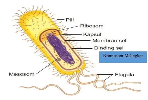 Detail Gambar Bakteri Beserta Keterangannya Nomer 17