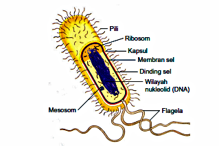 Detail Gambar Bakteri Beserta Keterangannya Nomer 20