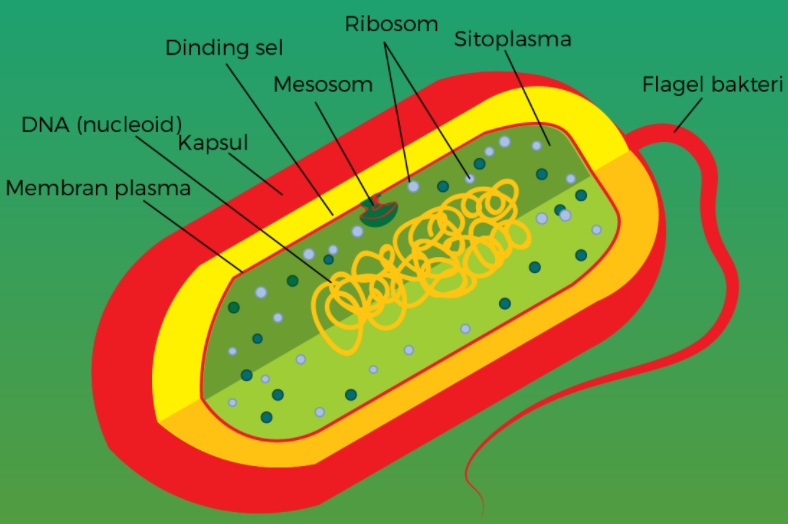 Detail Gambar Bakteri Beserta Keterangannya Nomer 6