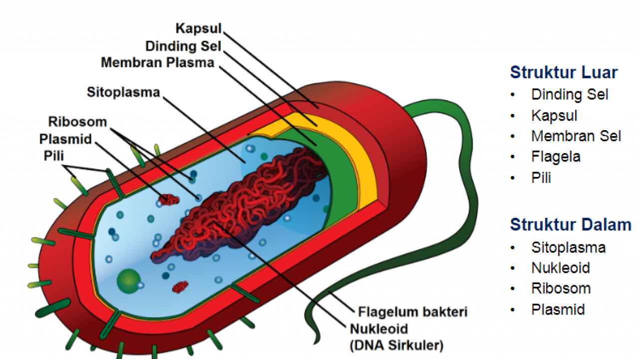 Gambar Bakteri Beserta Namanya - KibrisPDR