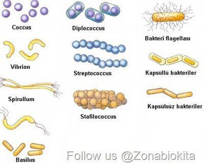 Detail Gambar Bakteri Beserta Namanya Nomer 2