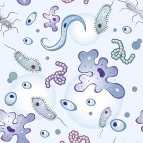 Detail Gambar Bakteri Beserta Namanya Nomer 13