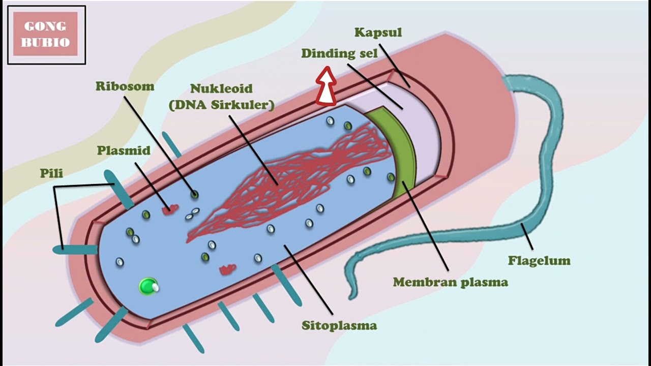 Detail Gambar Bakteri Beserta Namanya Nomer 33
