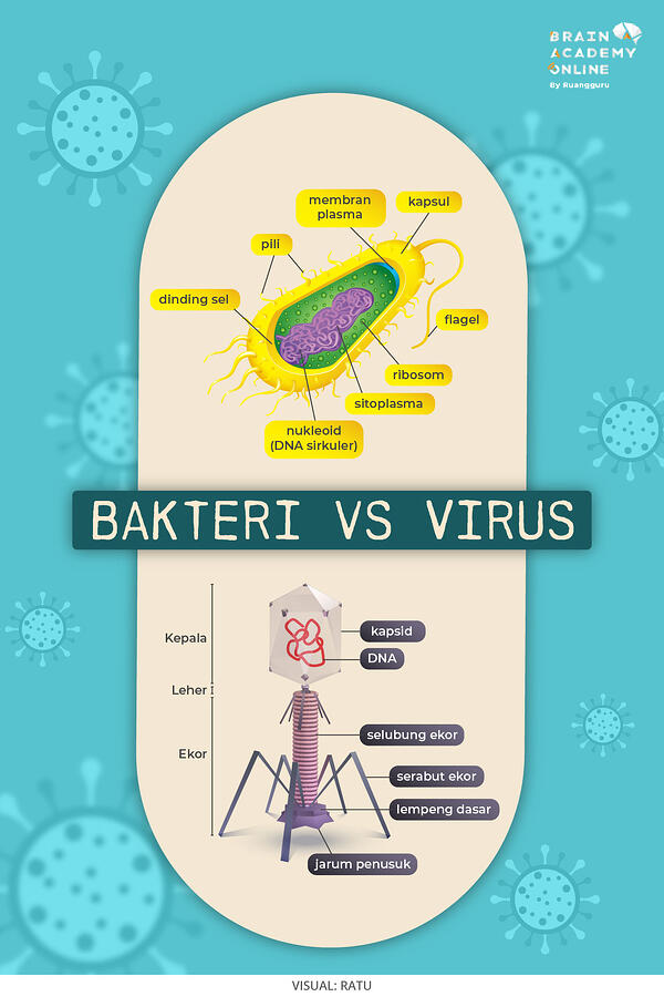 Detail Gambar Bakteri Beserta Namanya Nomer 39