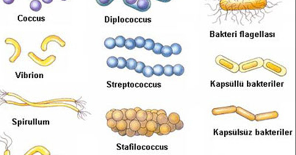 Detail Gambar Bakteri Beserta Namanya Nomer 6