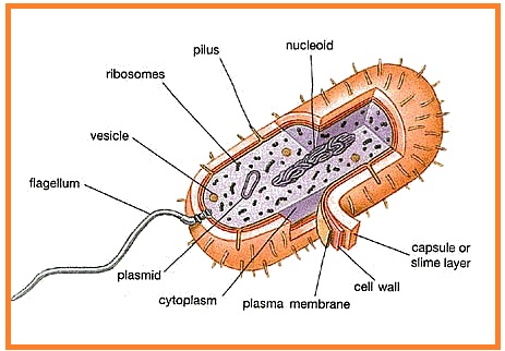 Detail Gambar Bakteri Beserta Namanya Nomer 50