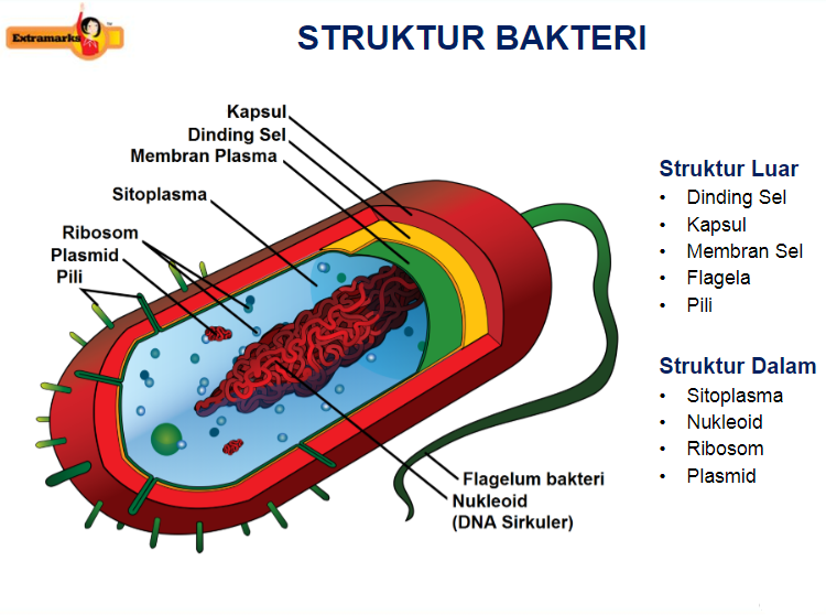 Detail Gambar Bakteri Beserta Namanya Nomer 8