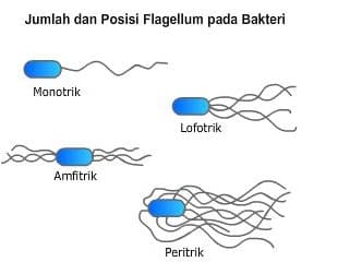 Detail Gambar Bakteri Dan Penjelasannya Nomer 36