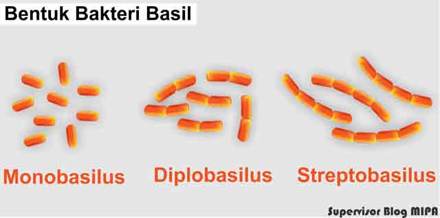 Detail Gambar Bakteri Dan Penjelasannya Nomer 44